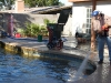 poolduring4